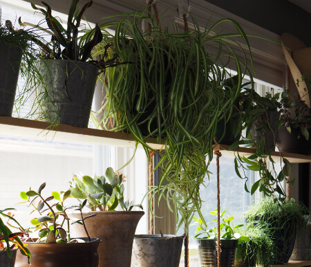 Office plant wall